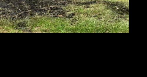 Pieces of Catalytic Converter Spark Grass Fire in Curtis Community - Vimarsana News