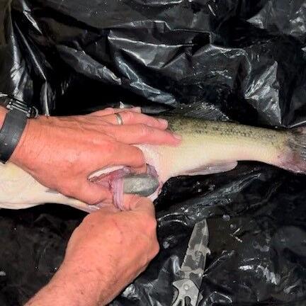 Pollock Man Arrested on Toledo Bend for Putting Weights in Tournament Fish - Vimarsana News