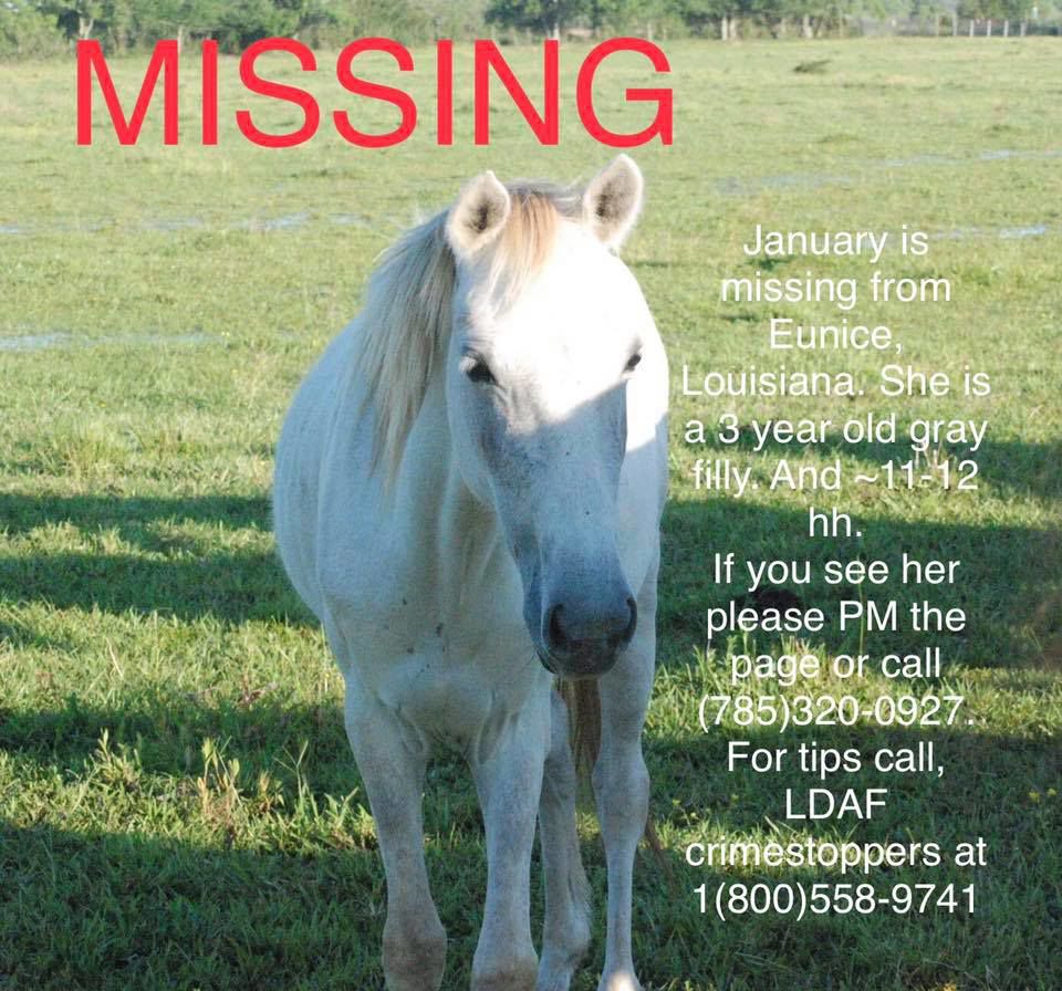 Rescue Horses Still Missing in Louisiana News