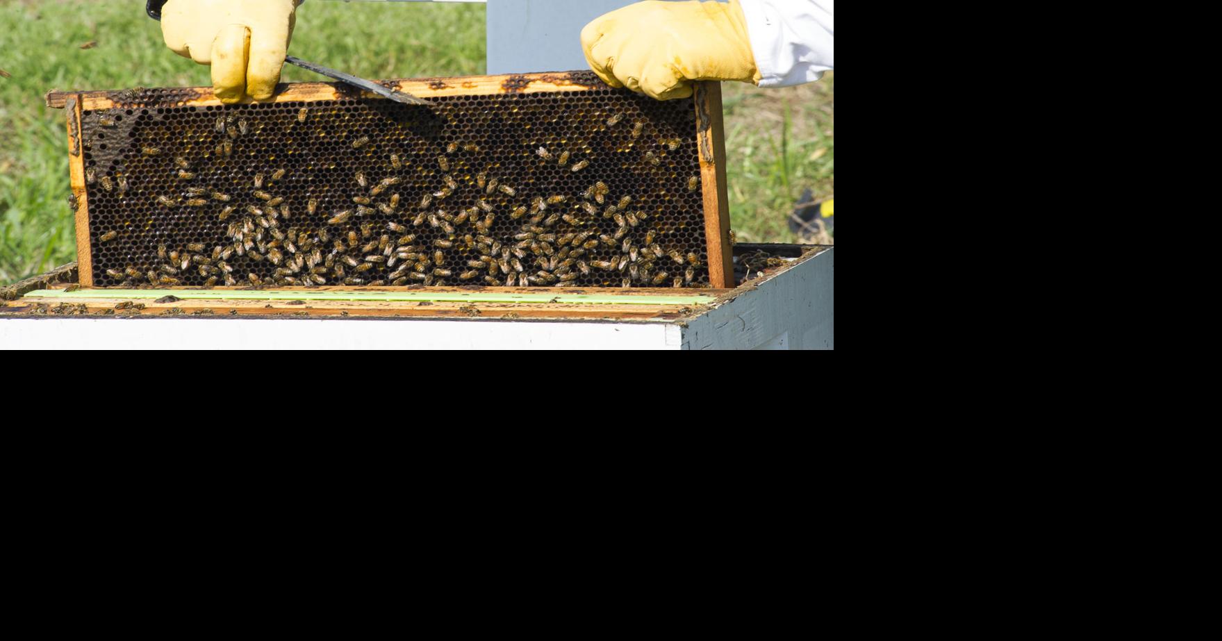 LDAF Approves Bee Keeping Program | News | westcentralsbest.com