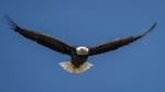 $20,000 Reward Offered for Information on Bald Eagle Shooting in Vermilion Parish