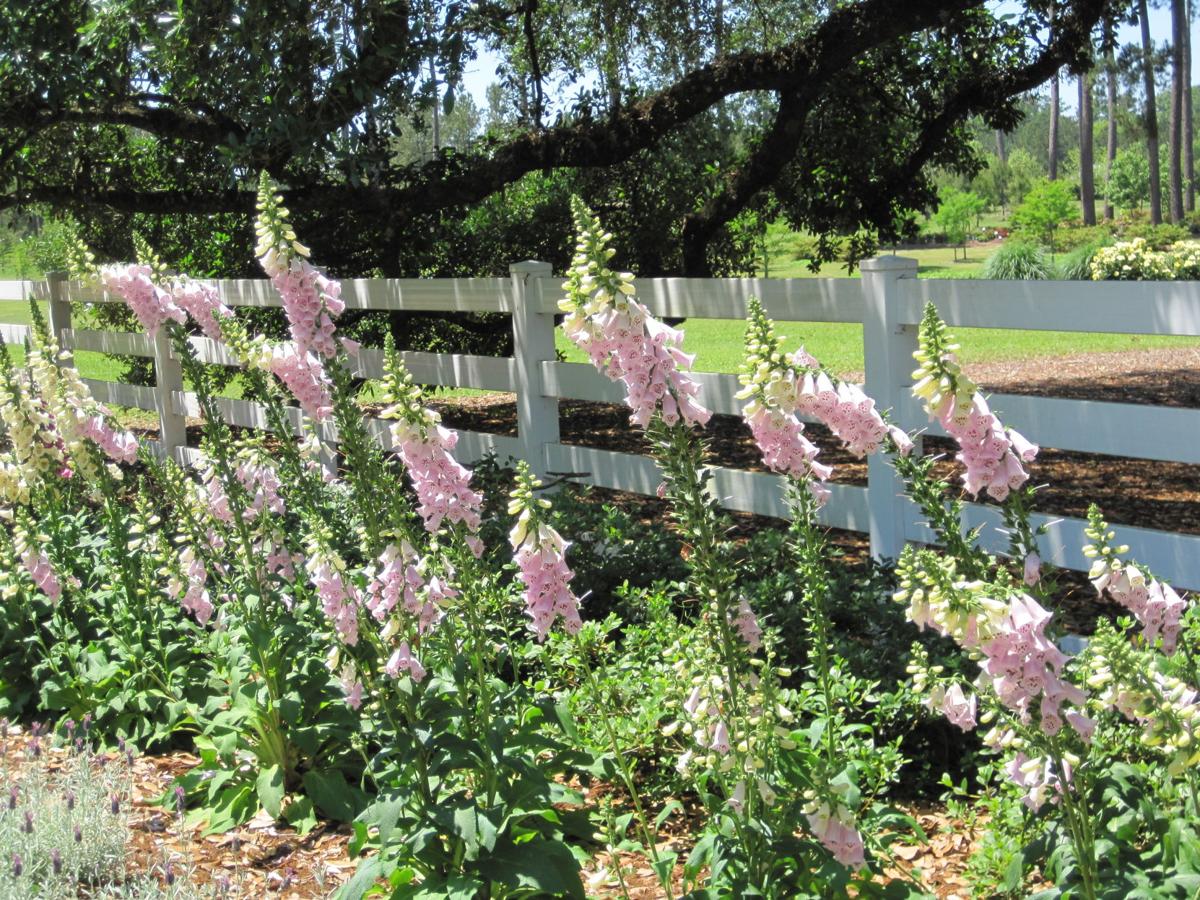 Plant Cool Season Bedding Plants Now Life Westcentralsbest Com Plant Cool Season Bedding Plants Now