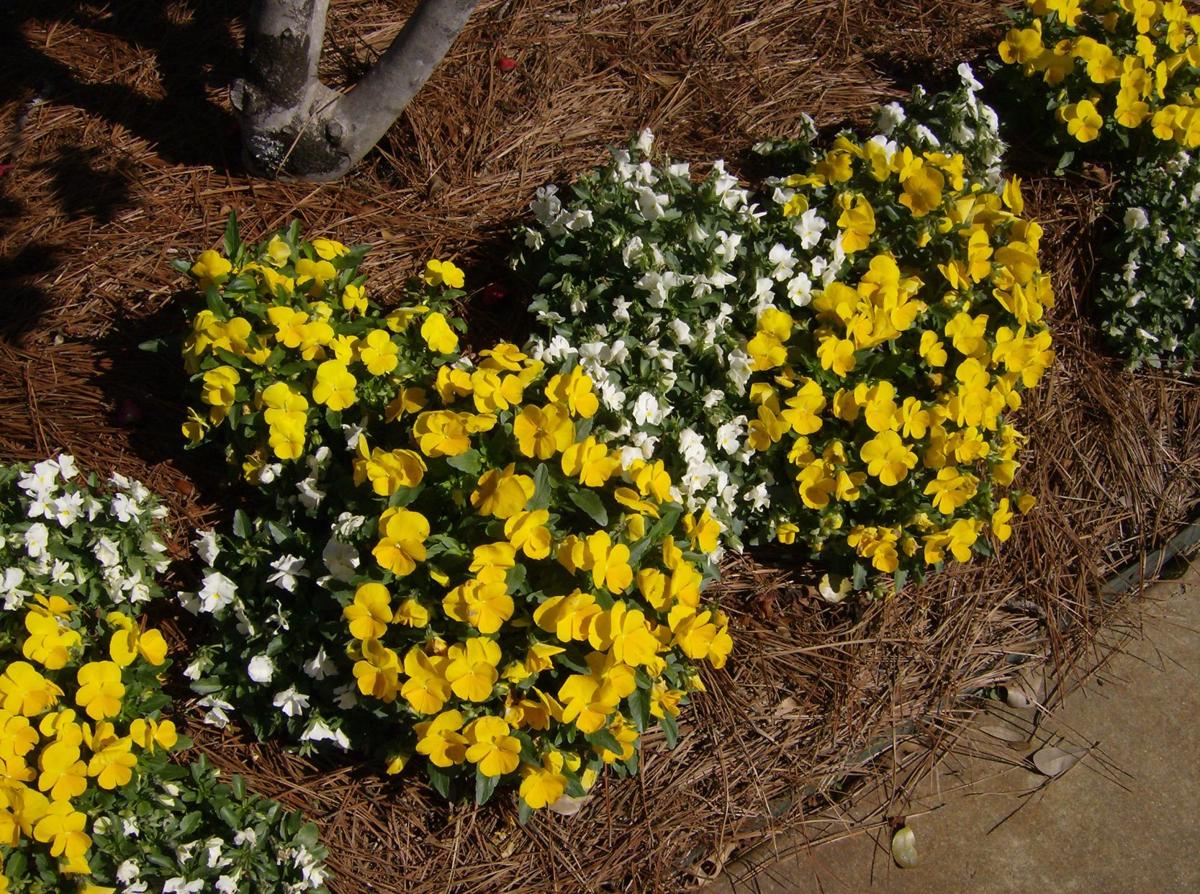 Plant Cool Season Bedding Plants Now Life Westcentralsbest Com Plant Cool Season Bedding Plants Now