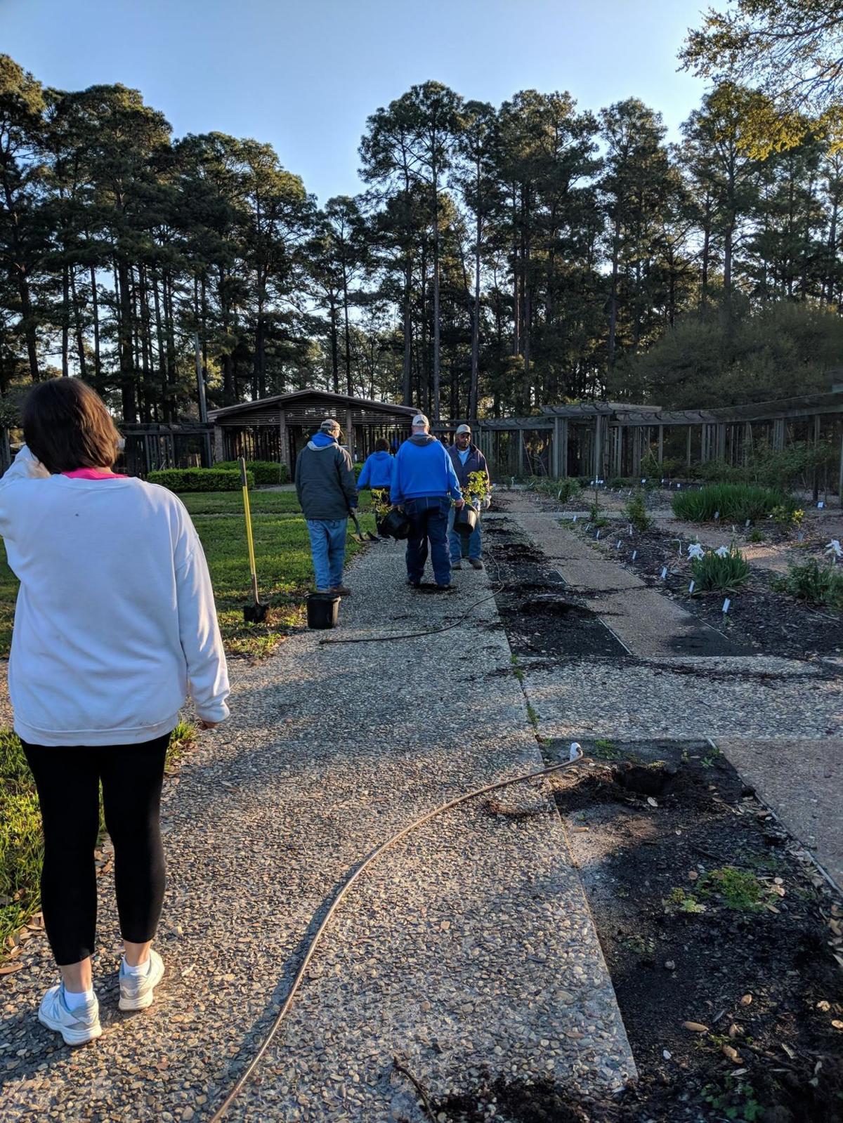 Friends Of Hodges Gardens State Park Transplant Rose Gardens To A