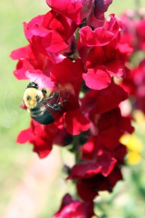 Busy Dry Creek bee