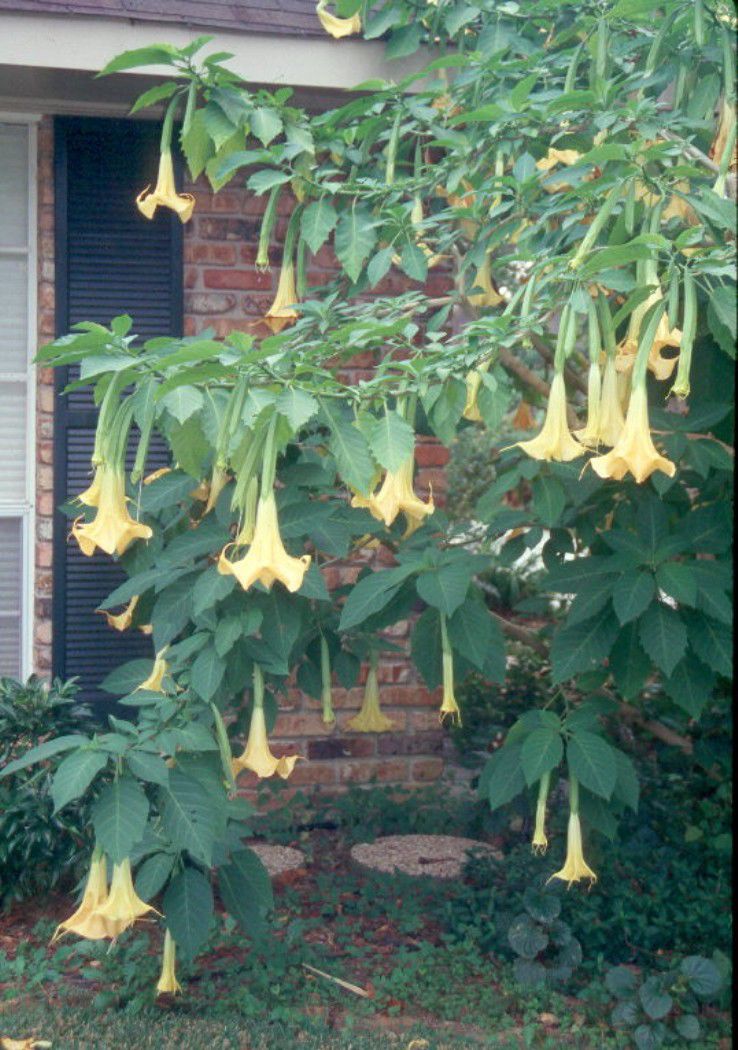 Angel trumpet deals toxic to dogs