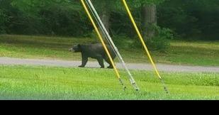 Multiple Bear Sightings in Natchitoches Parish This Month - Vimarsana News