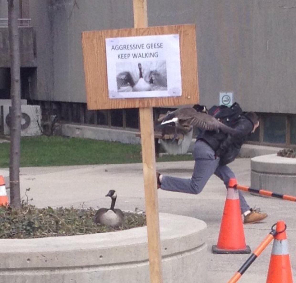 Canada goose hotsell animal abuse reddit