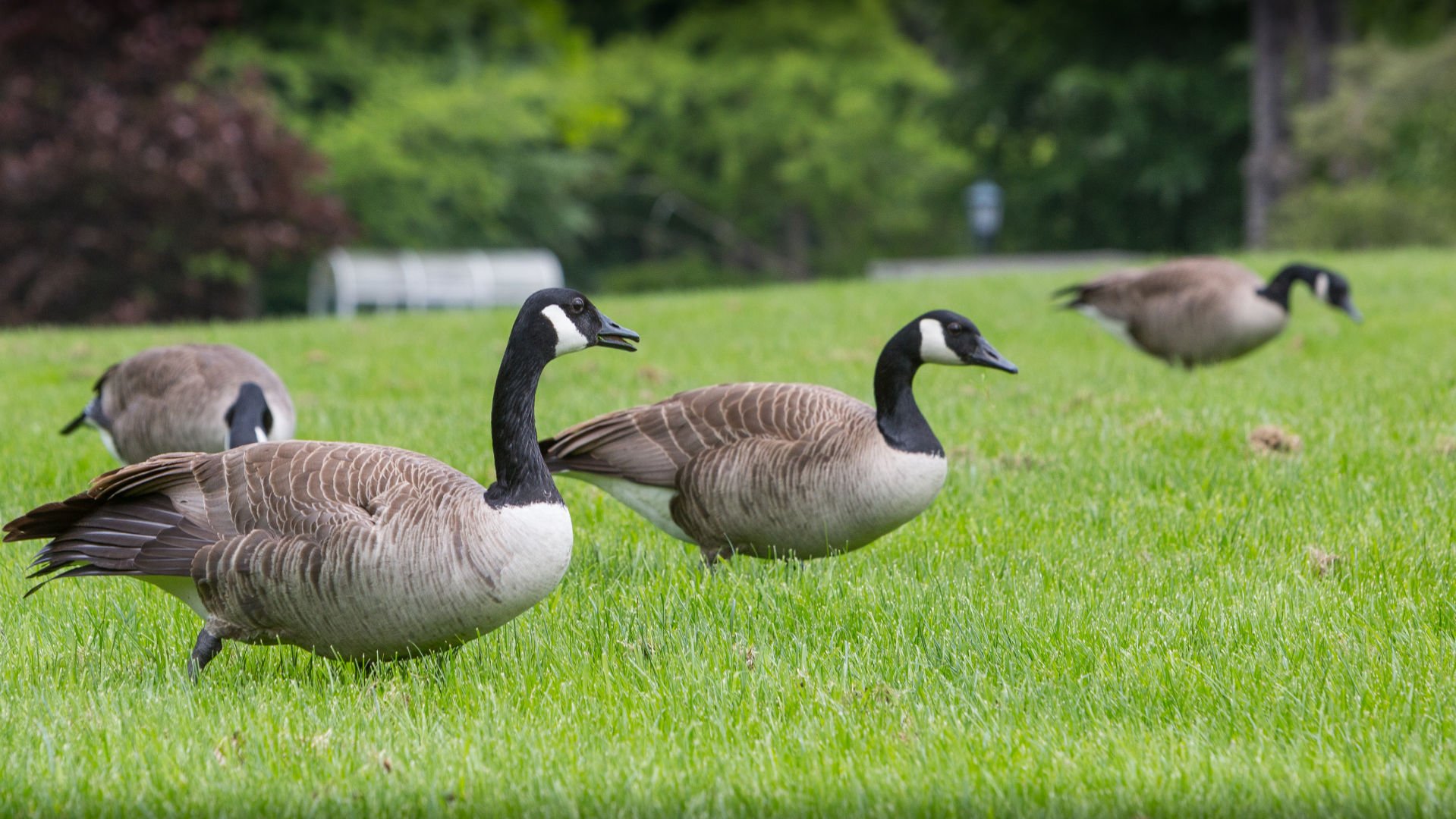 Why Canada Geese nest at Western even when they seem to hate students Culture westerngazette