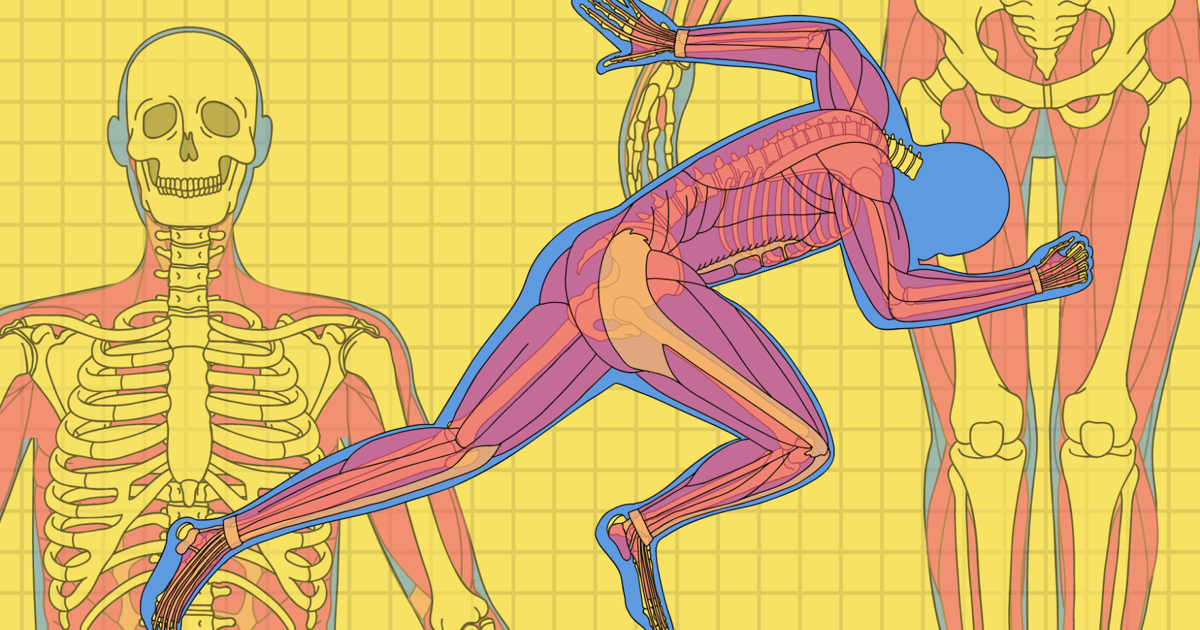 Pulled Hamstring Exam Science behind: Pulled hamstrings | Sports | westerngazette.ca