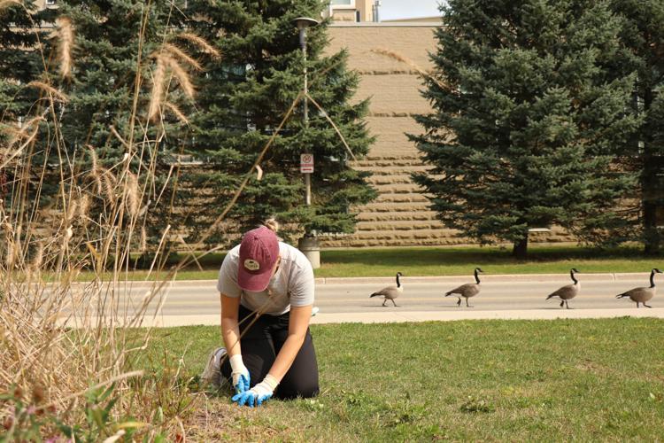Forest City tree festival wraps up with Indigenous tree planting