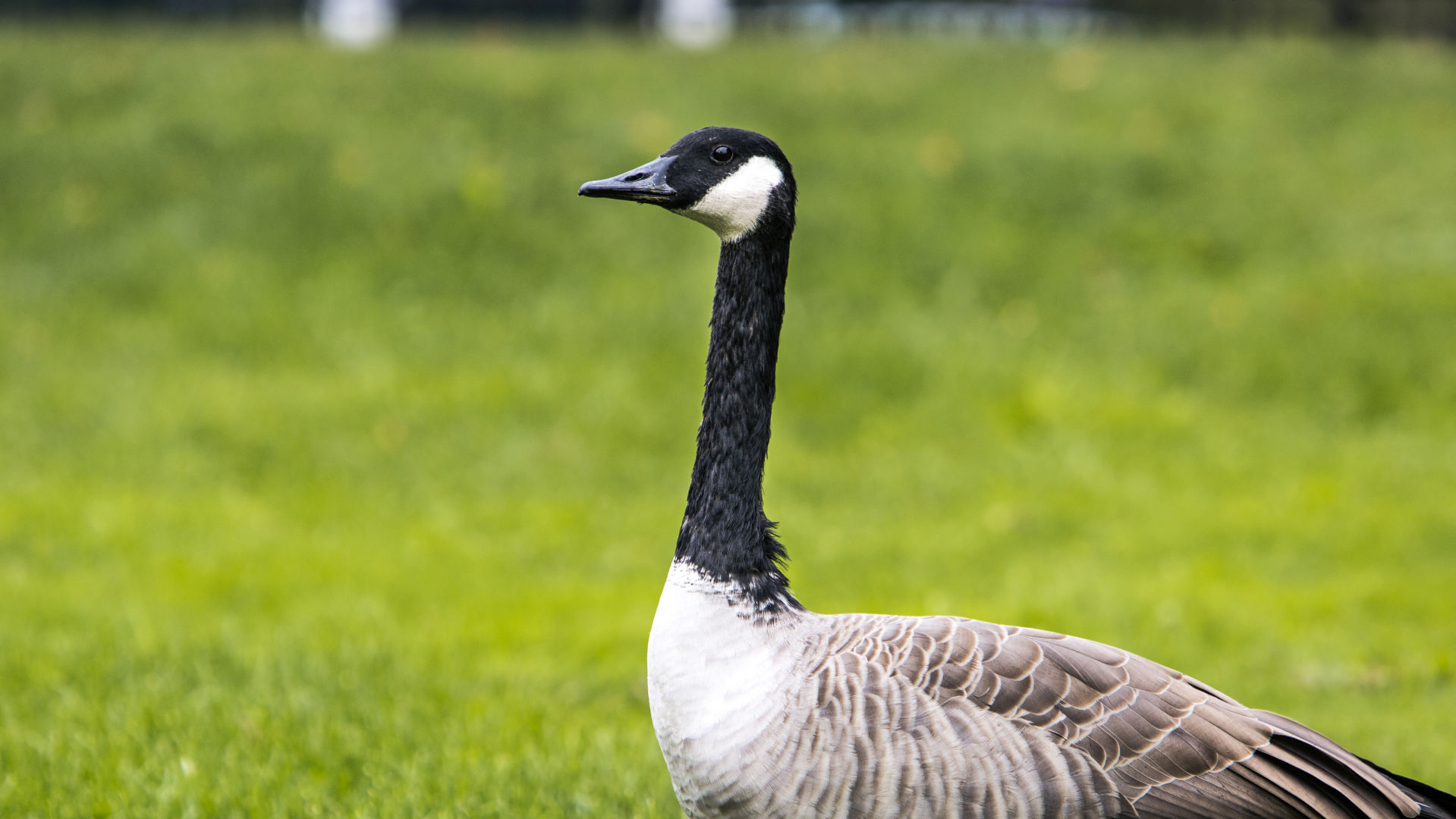 Canada goose london ontario hotsell