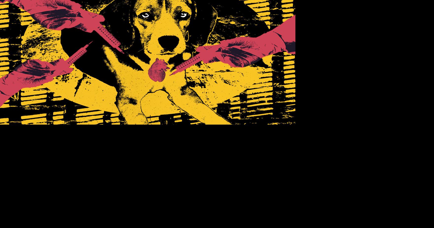 Beagles: Research subjects or man’s best friends?