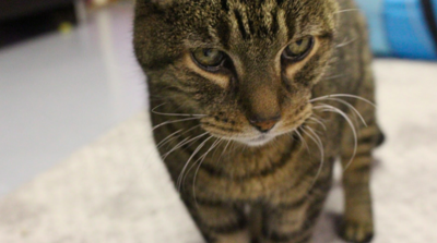 The Kalamazoo  Cat  Caf  offers more than just cats  for 