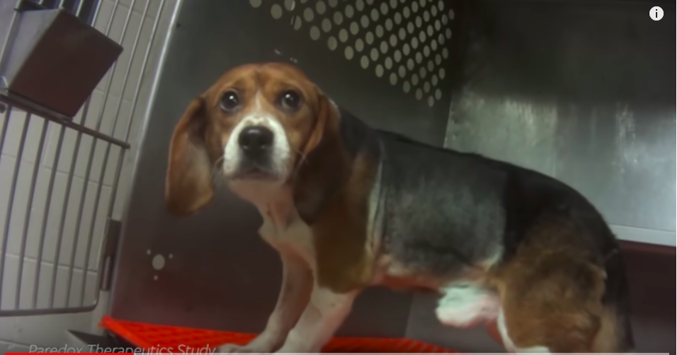 Testing on dogs in Mattawan comes to an end News