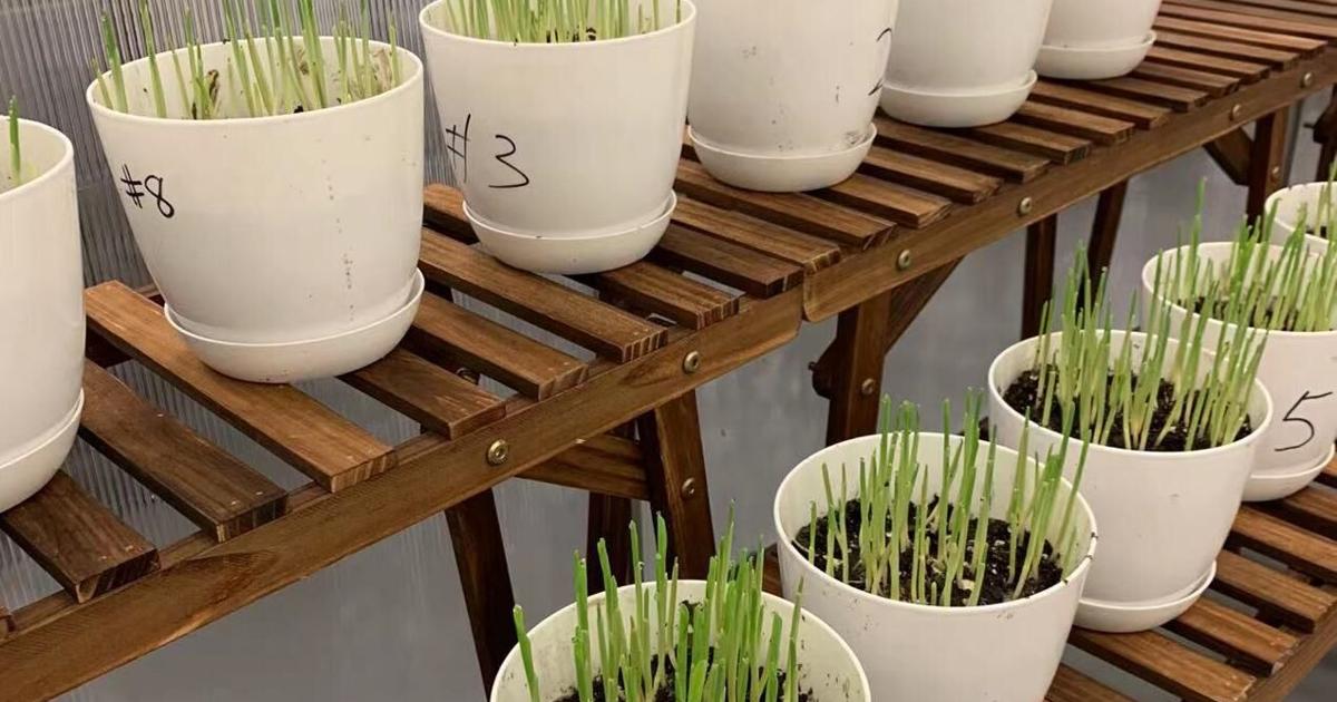 WMU welcomes new compostability testing center | News | westernherald.com