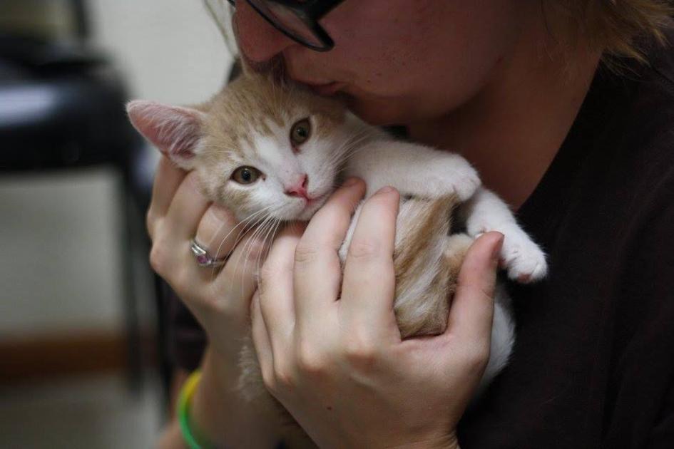 WMU Hall Director looking to open up a cat  cafe  in 