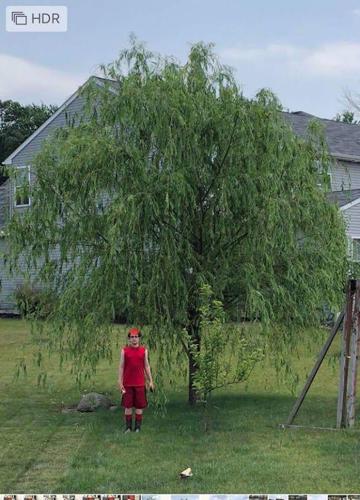 What to Know About Weeping Willows – TN Nursery