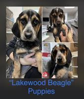 LAKEWOOD: Dogs rescued from Lakewood home ready for adoption