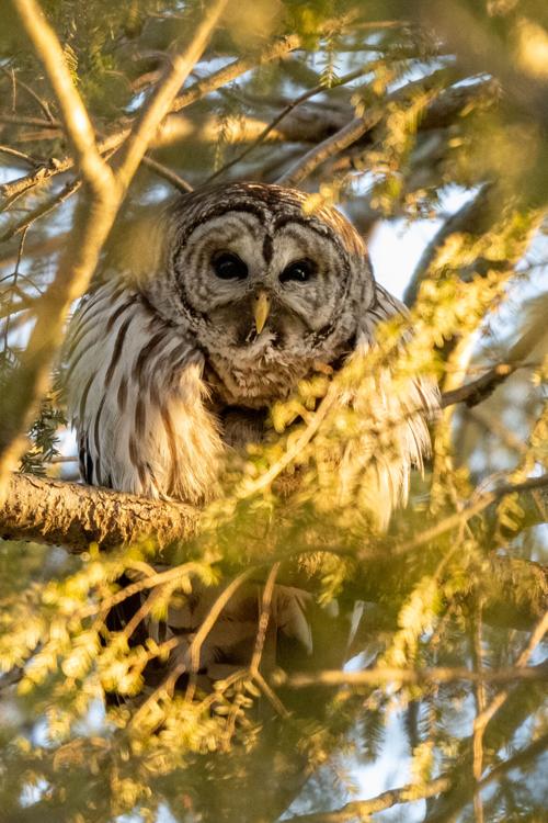 Barred Owl