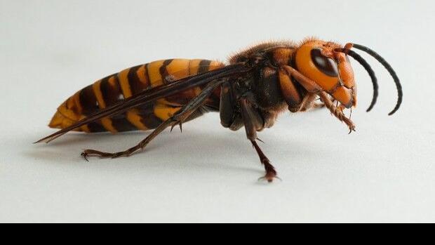 Asian Giant Hornet Dubbed Murder Hornet No Threat In Missouri Experts Say News Westnewsmagazine Com