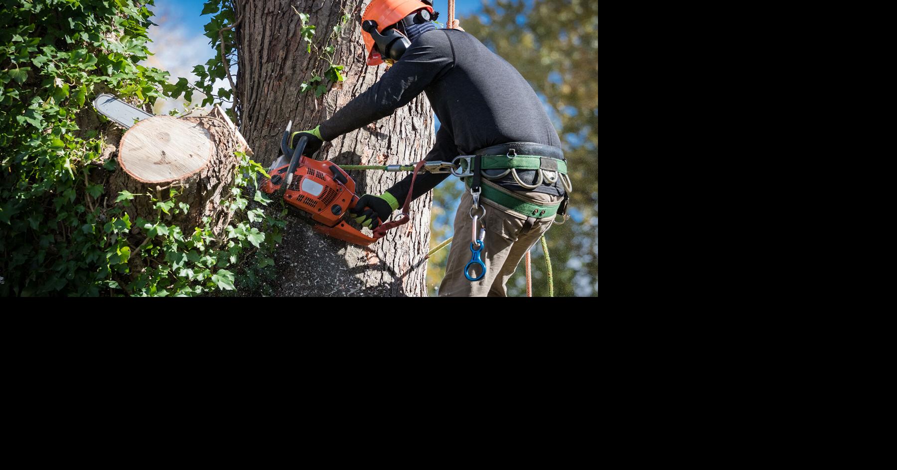 Providing trusted tree care to enhance your home