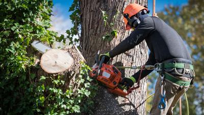 Gills Tree Service – professional service for safely removing and pruning  trees | Business | westnewsmagazine.com