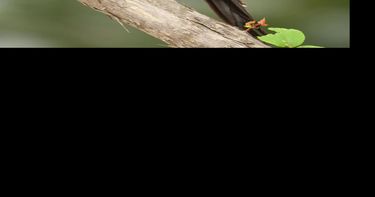 Conservation Corner: The Real Life Woody Woodpecker | Lifestyles ...