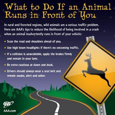 Missouri Department of Transportation - Cooler weather and bow season have  deer on the move in Missouri. Look out for deer when you're driving! **We  have noticed the spelling error of convertibles.
