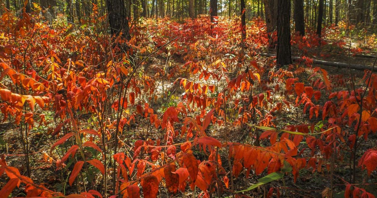 Conservation Corner: Martian hues invade Missouri