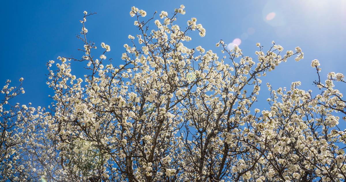 Missouri bans sale of certain invasive plants by 2029