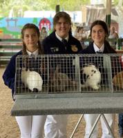 Newman FFA rabbit results from the Stanislaus County Fair