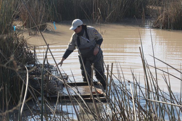 Fish & Wildlife workers remove dozens of nutria from Gustine plant property, Community