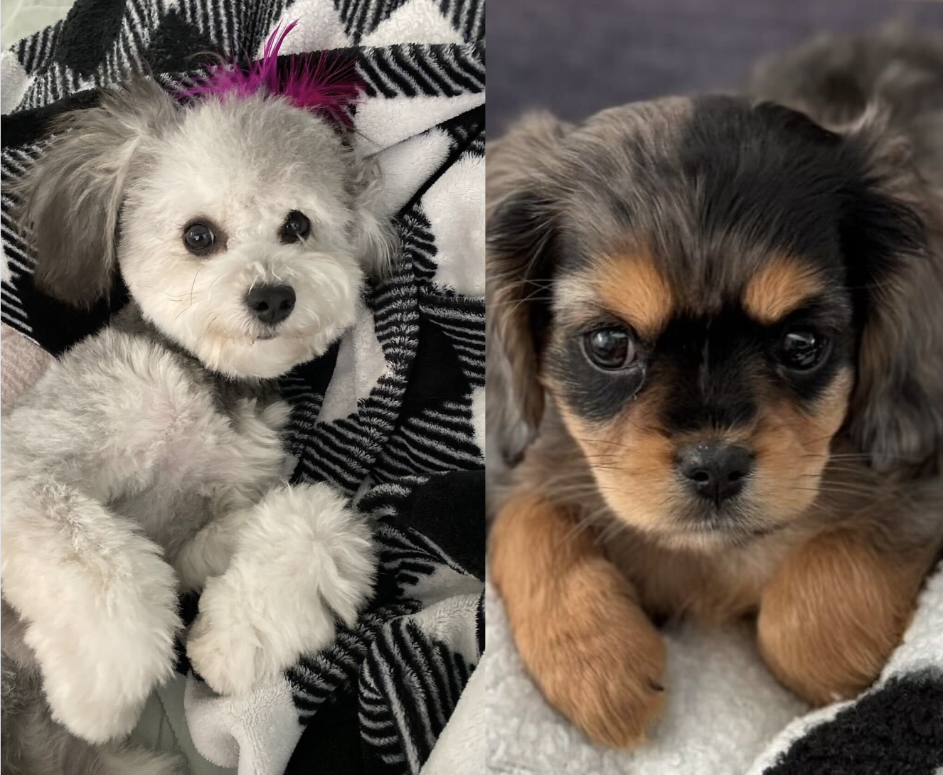 Dog Sitter Vanishes with Santa Monica Dogs: Owner’s Desperate Search After Vacation