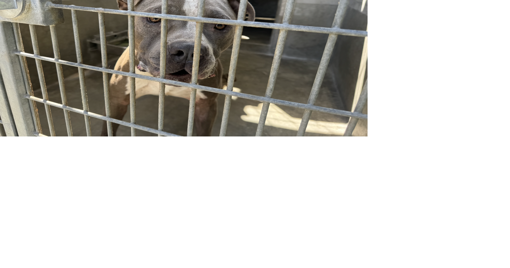Los Angeles Contemplates Halting Breeding Permits Due to Shelter Overcrowding | News