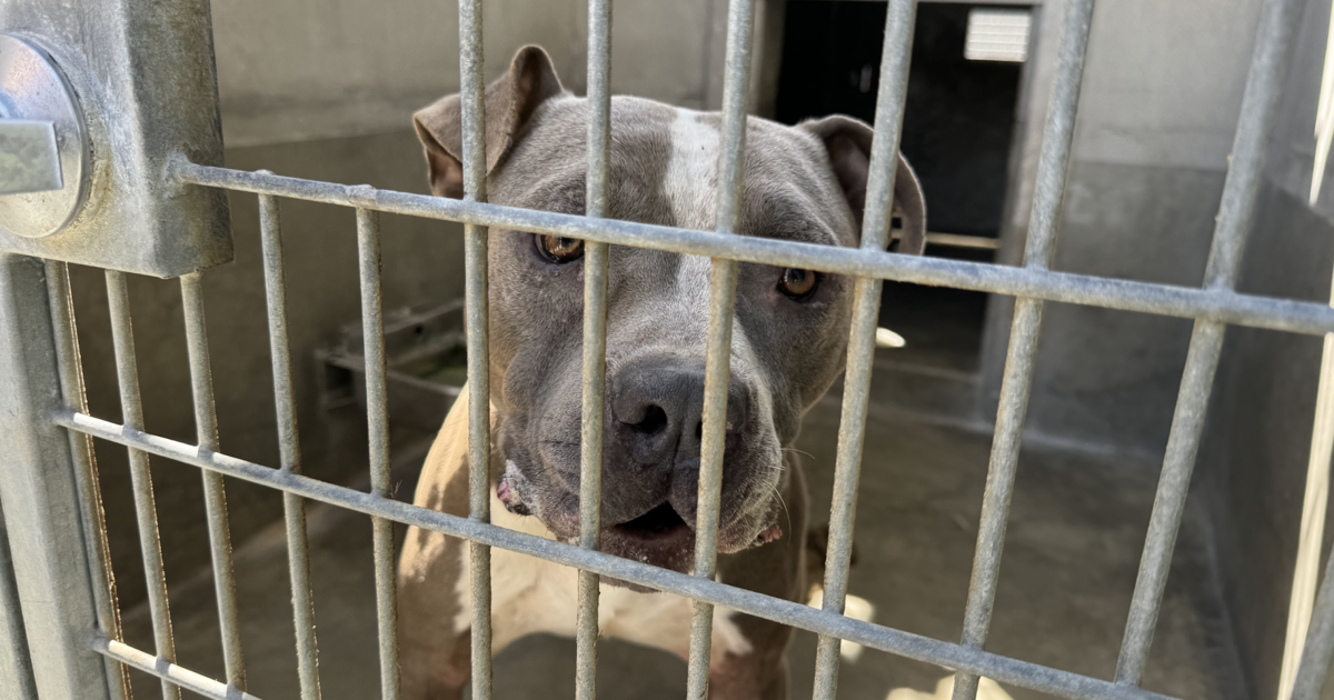 Los Angeles Contemplates Halting Breeding Permits Due to Shelter Overcrowding | News Los Angeles Contemplates Halting Breeding Permits Due to Shelter Overcrowding | News