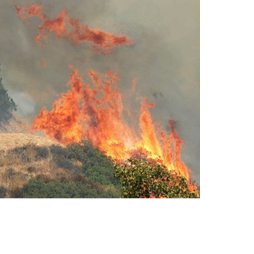 Over 60 Firefighters Extinguish Brush Fire Near 405 Freeway, Prevent ...