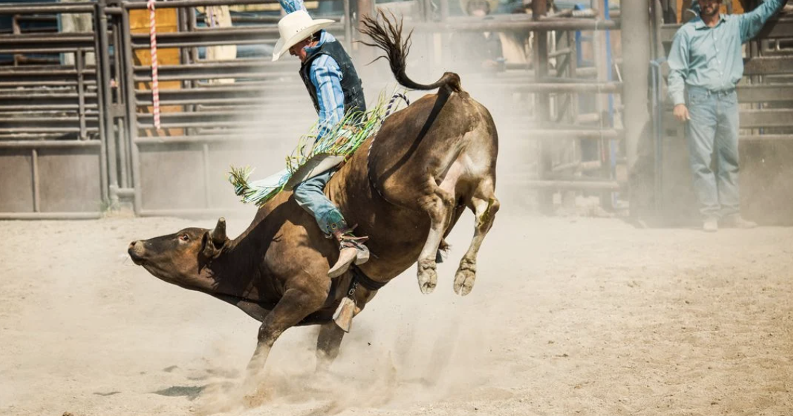 Activists Push L.A. Council to Pass Stalled Rodeo Ban | La City Council ...