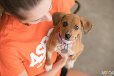 L A Animal Services Receives 50 000 Grant From Aspca For Spay Neuter Program Lifestyle Westsidecurrent Com