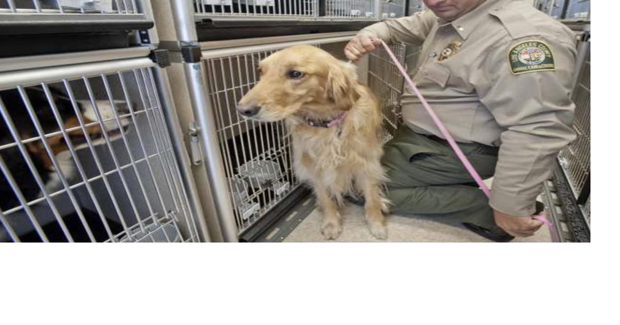 Department of Animal Care and Control Releases Animals for Rescue and ...