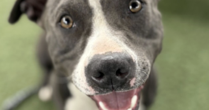 Foster or Adopt Brad: A Resilient Dog at West LA Shelter | Foster And ...