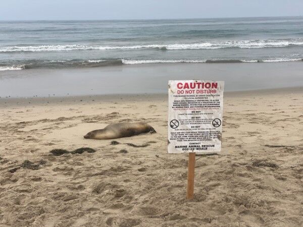 Toxic algae suspected in deaths of sea lions and dolphins on