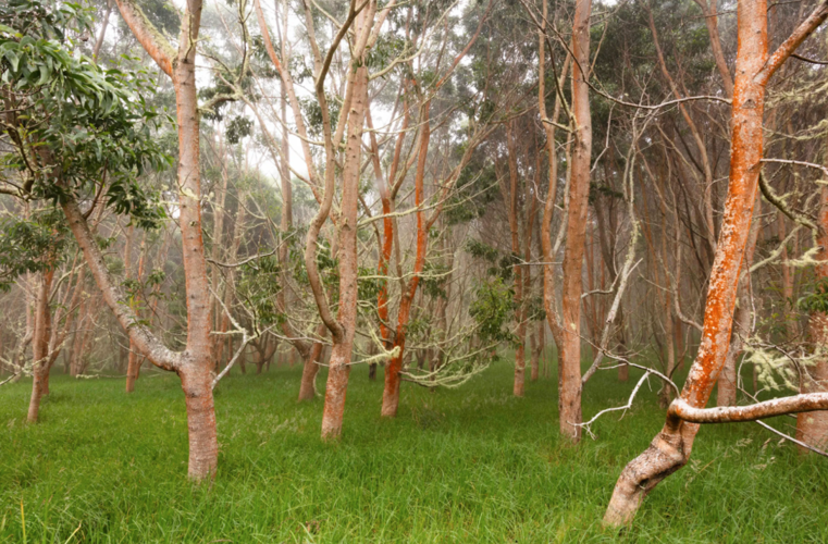 Returning Roots: Arbor Collective Helps Plant 500,000 Trees and Growing ...