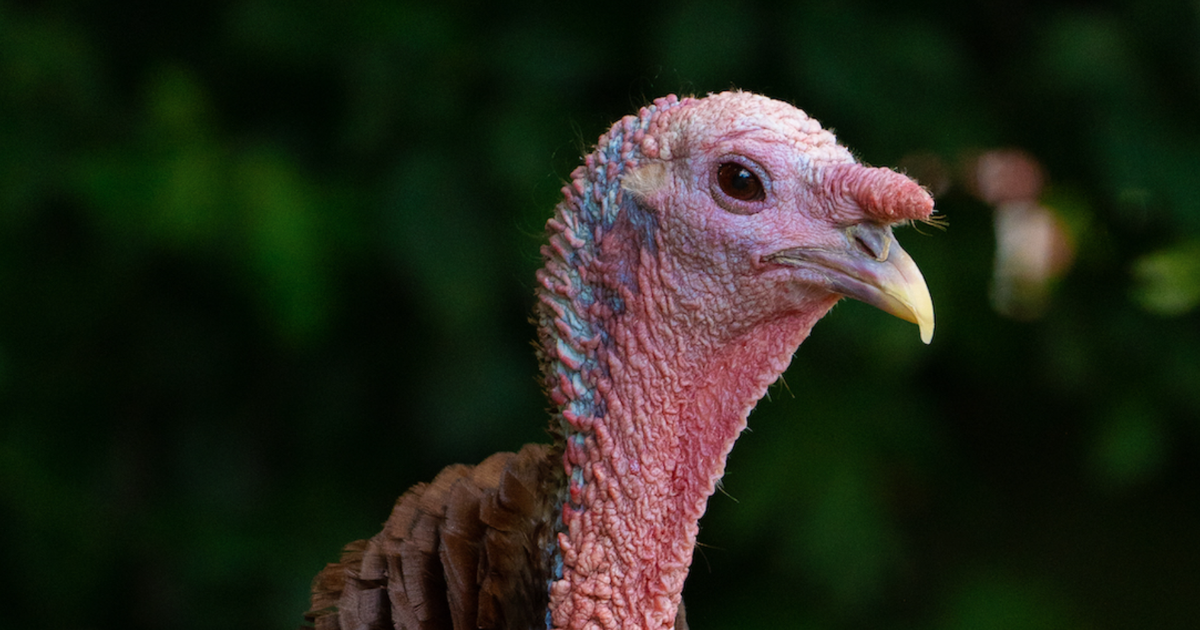 Animal Advocates Say Treatment of Turkeys Nothing to be Thankful For | News