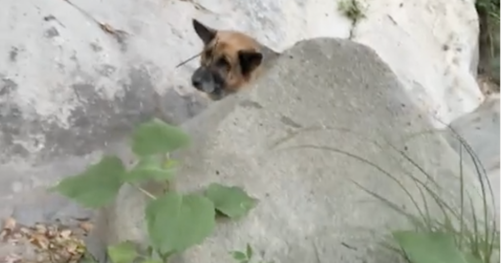 Reward Offered for Info on Dog Who Was Zip-Tied, Abandoned in Malibu ...