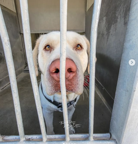 Animal Rescue Groups Plea For Foster Homes: Dogs Euthanized at Overcrowded  Shelters | News 