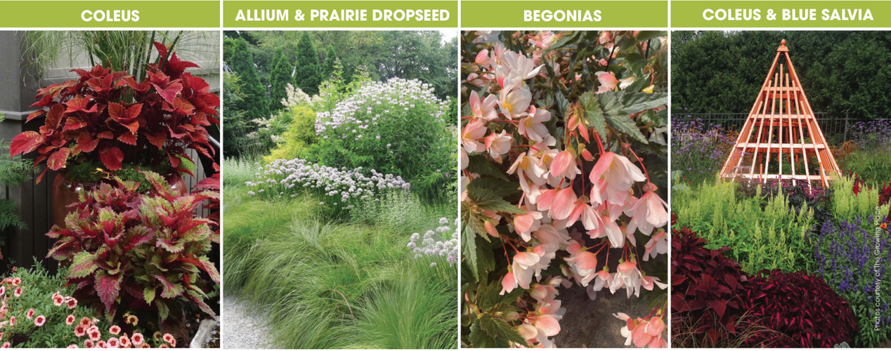 Floral Accents Archives