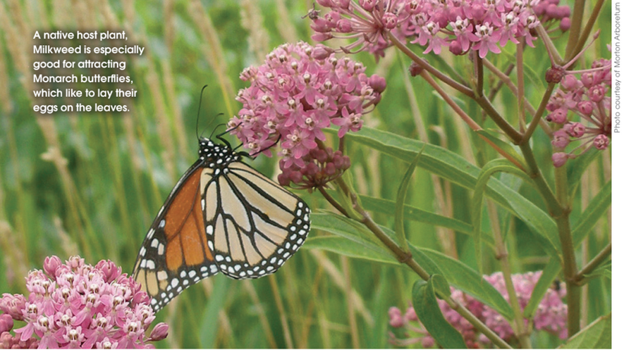 Floral Accents Archives