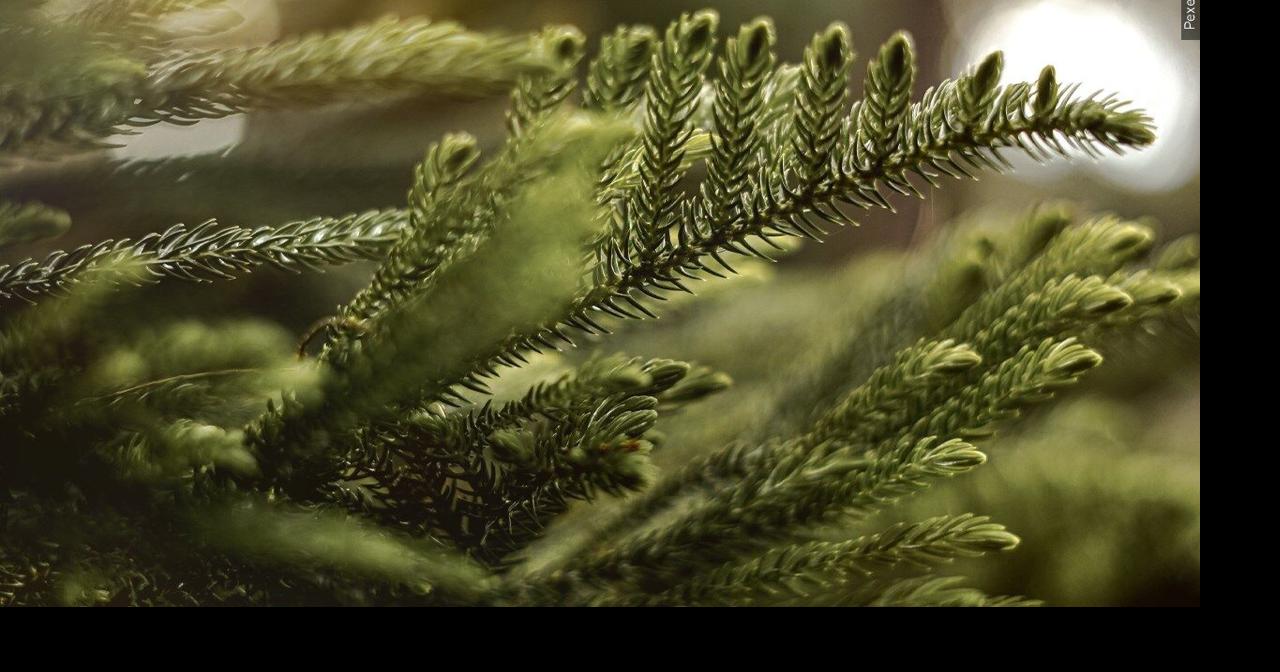 Donate Christmas trees in Kentucky to aid local fisheries