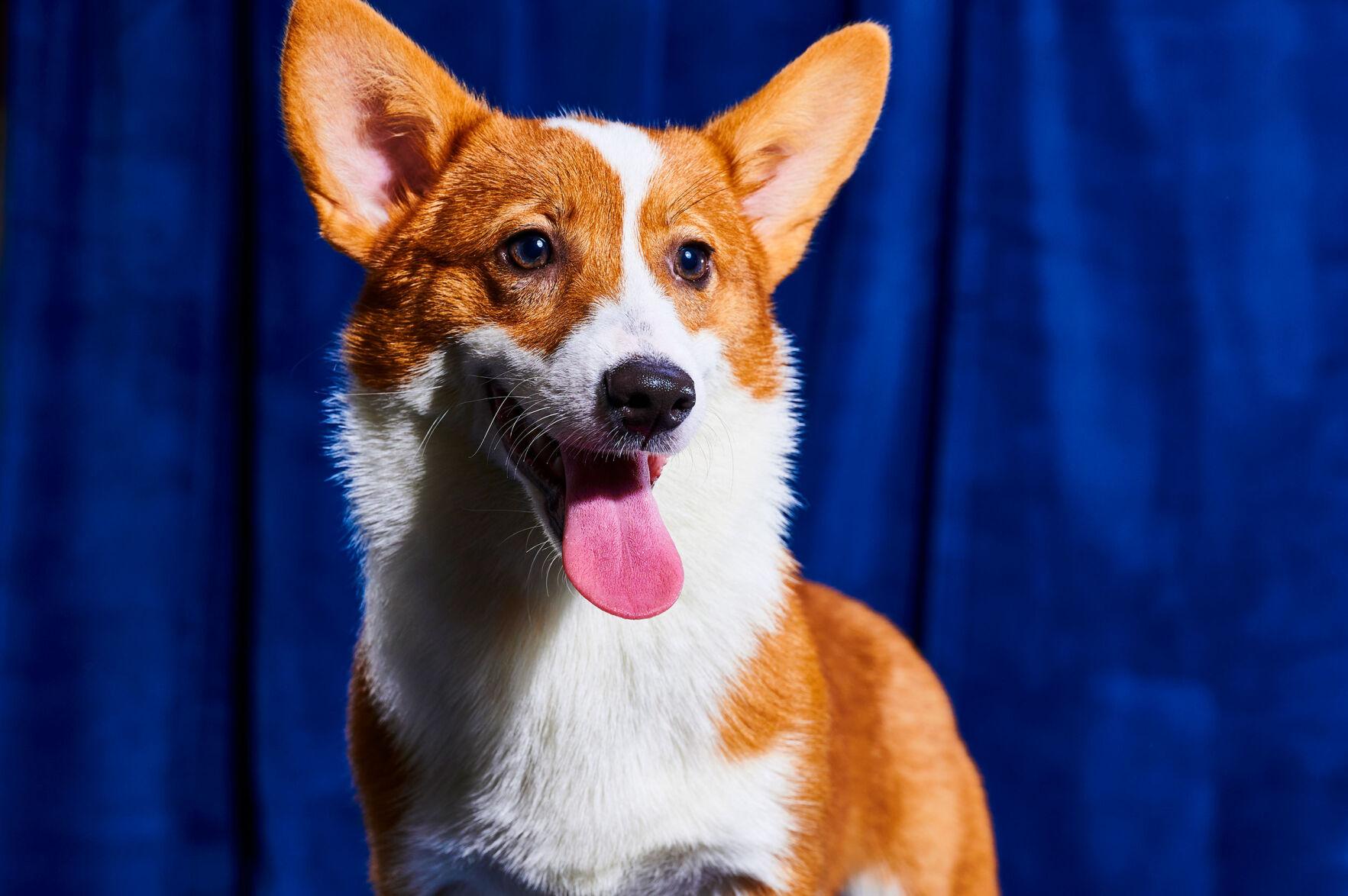 Corgi bowl 2024